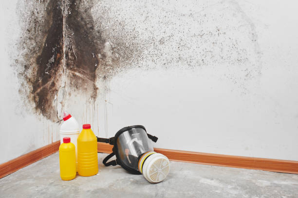 Best Residential Mold Remediation in Frent Hills, MO