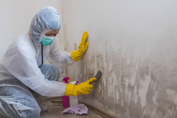Professional Mold Remediation in Fremont Hills, MO