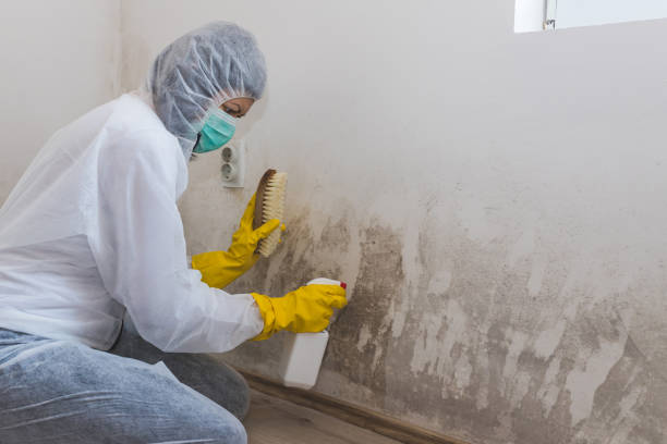 Best Basement Mold Remediation in Frent Hills, MO