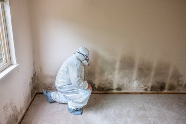 Best Basement Mold Remediation in Frent Hills, MO