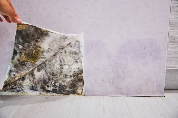 Best DIY Mold Remediation Support Services in Frent Hills, MO